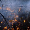 Площадь лесных пожаров в Югре за сутки увеличилась в 2,5 раза - до 263,1 га