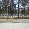 Более 50 деревьев было уничтожено в Иркутске весной 2011 года