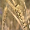 Пшеница и кукуруза рекордно подешевели на бирже в Чикаго