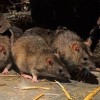 Пенсионерка умерла от укуса крысы