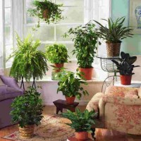 комнатные растения