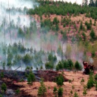 Около 220 лесных пожаров сегодня действуют в России