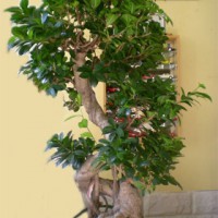 formation_Ficus